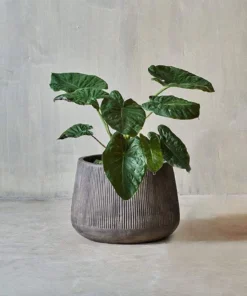 Nkuku Large Wampu Wide Planter - Distressed Brown / Black Planters & Vases